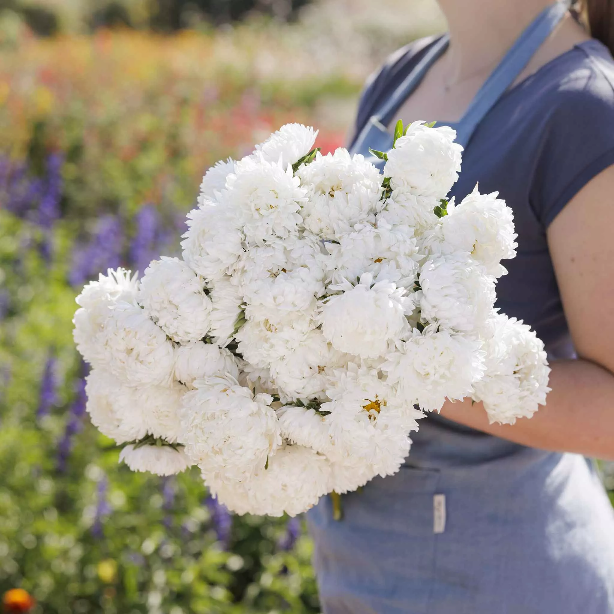 aster-seeds-white Aster Seeds - White