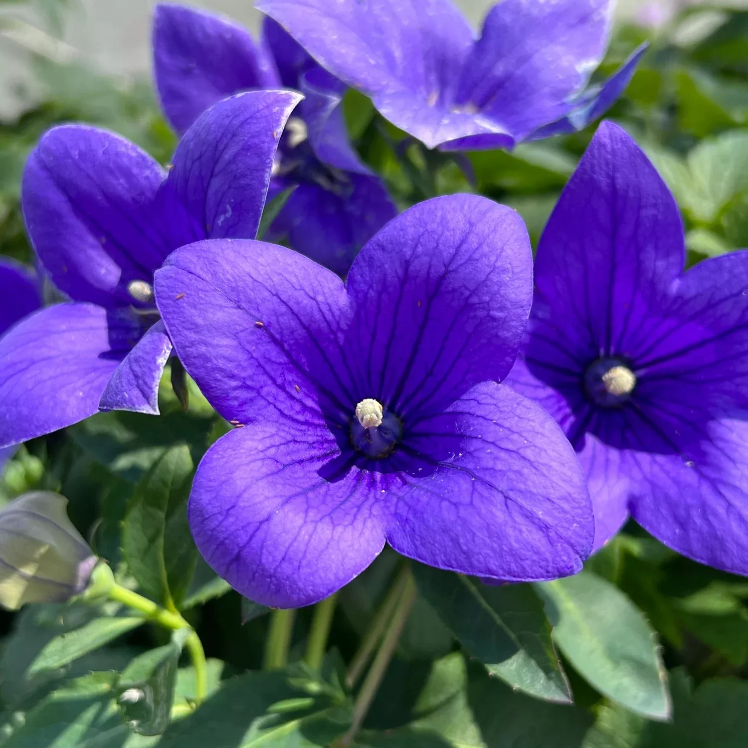 astra-blue-balloon-flower-platycodon 'Astra Blue' Balloon Flower (Platycodon)