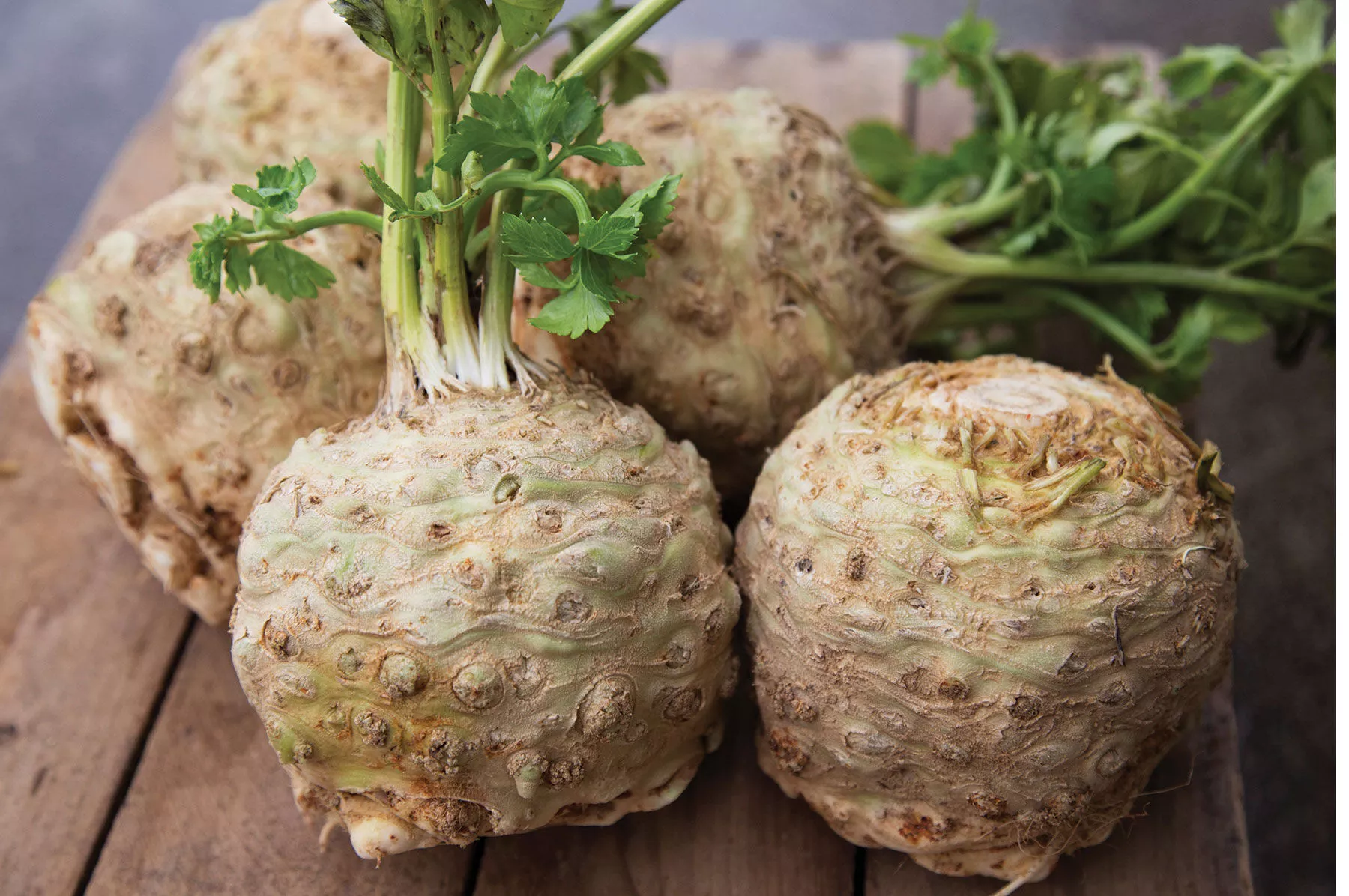 athos-organic-celeriac-seed Athos Organic Celeriac Seed
