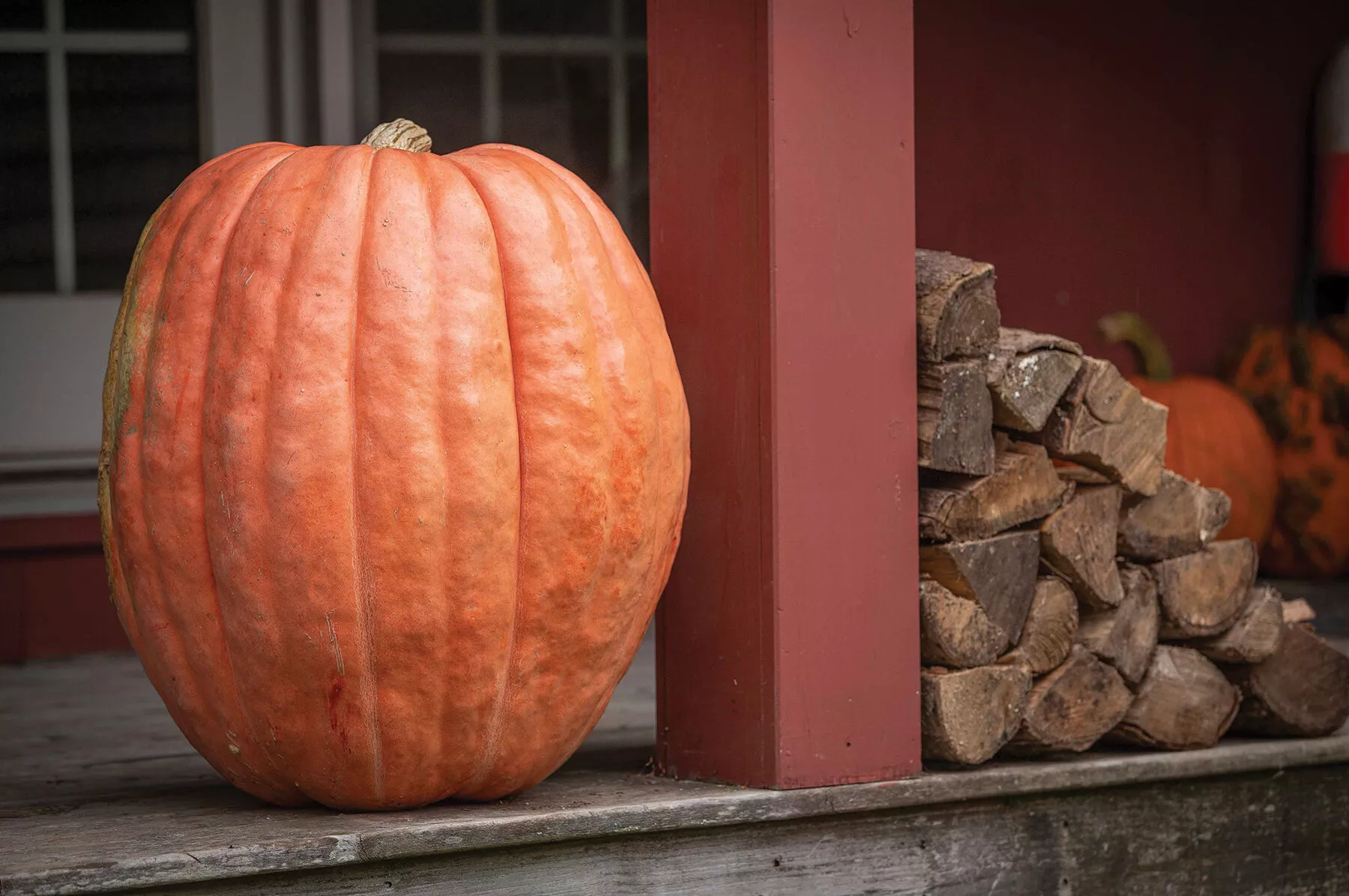 Atlantic Giant (F1) Pumpkin Seed