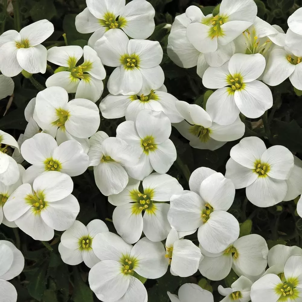 aubrieta-rock-cascade-flower-seeds-white-planting-stunning-groundcover Aubrieta Rock Cascade Flower Seeds - White for Planting & Stunning Groundcover
