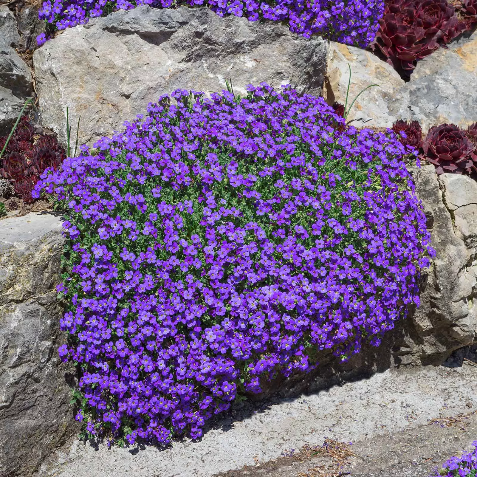 aubrieta-seeds-whitewell-gem Aubrieta Seeds - Whitewell Gem