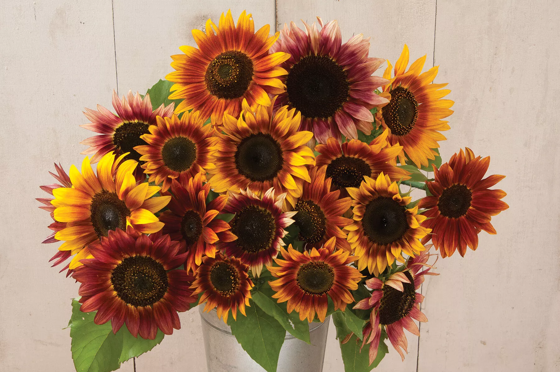 Autumn Beauty Sunflower Seed