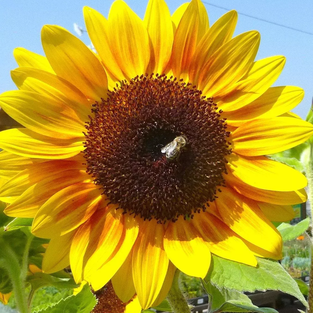 autumn-beauty-sunflower-seeds Autumn Beauty Sunflower Seeds