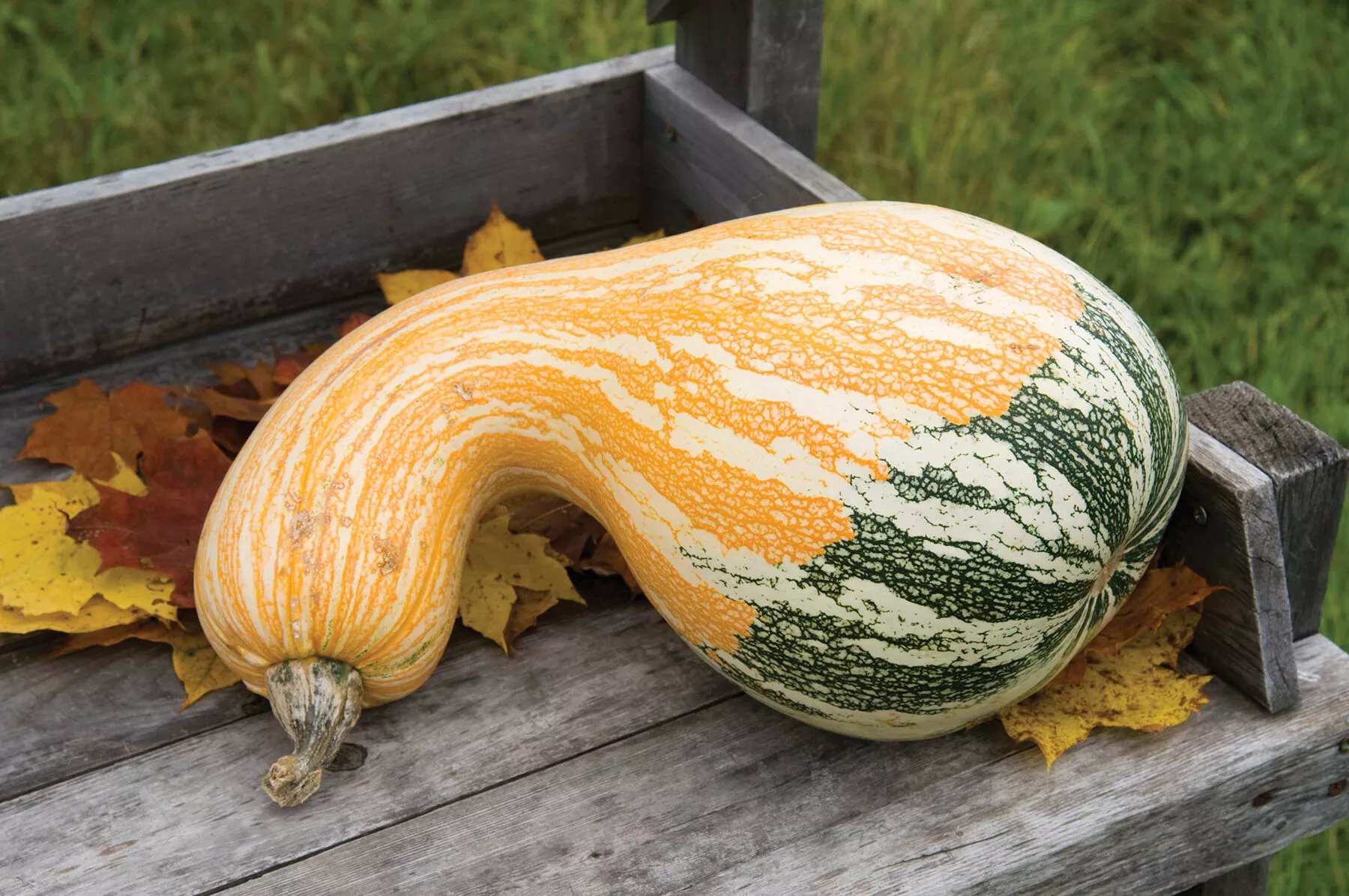 Autumn Colors Cushaw (F1) Pumpkin Seed