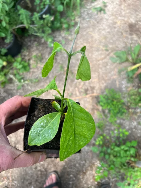 Ayahuasca (Yage) (Banisteriopsis caapi), Ourinhos, Potted Vine, Organic