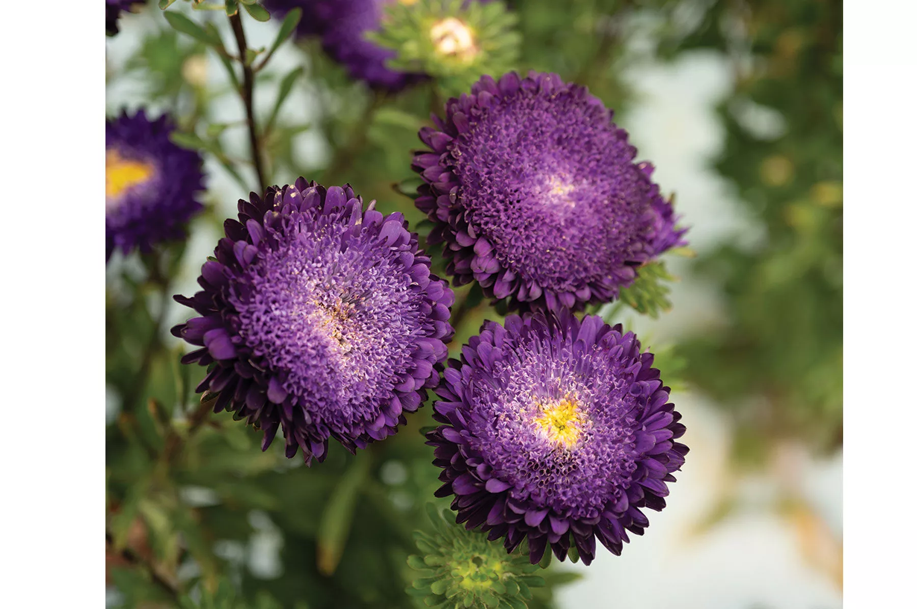 azumi-xl-blue-china-aster-seed Azumi XL Blue China Aster Seed