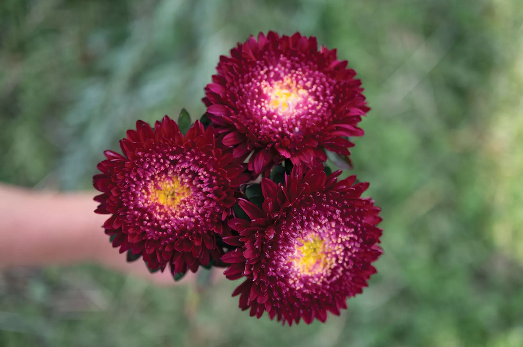 azumi-xl-red-china-aster-seed Azumi XL Red China Aster Seed