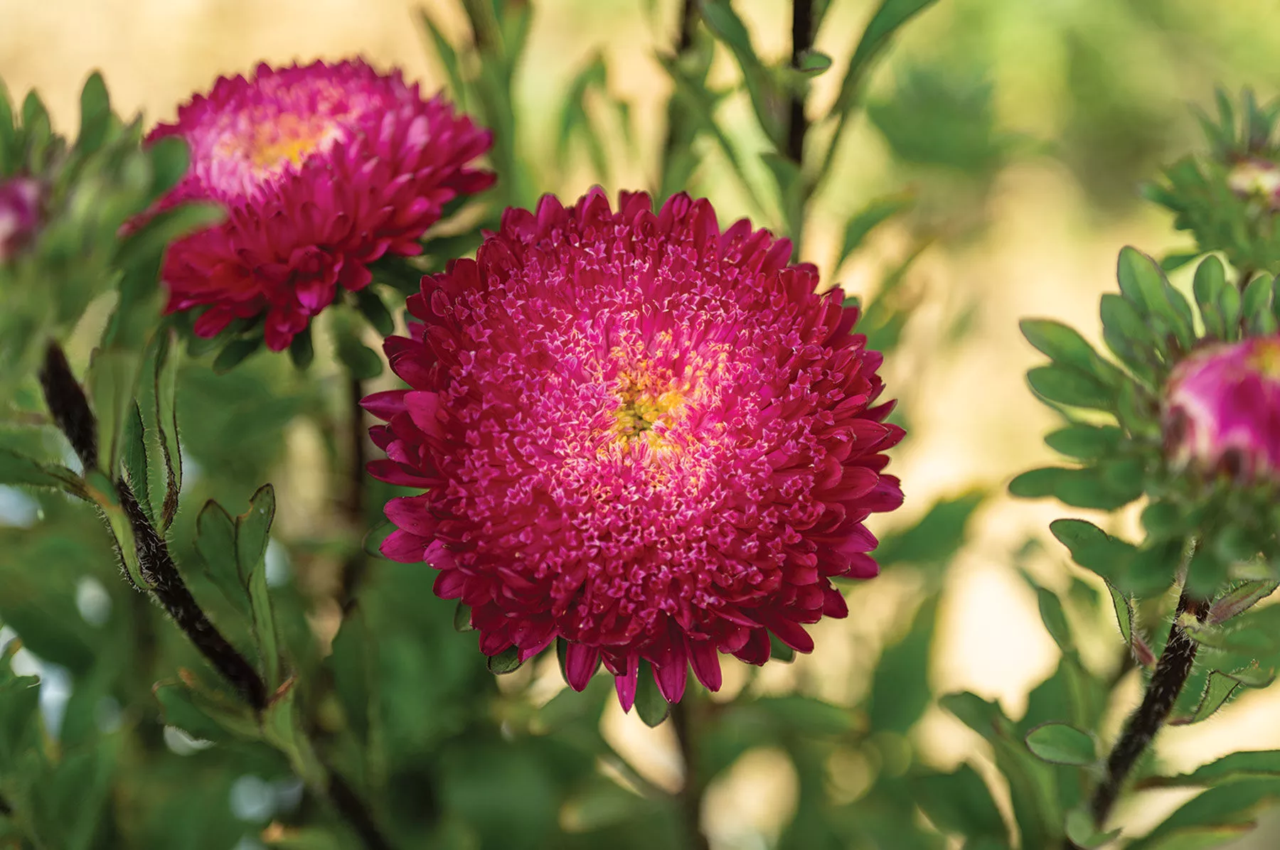 azumi-xl-rose-china-aster-seed Azumi XL Rose China Aster Seed