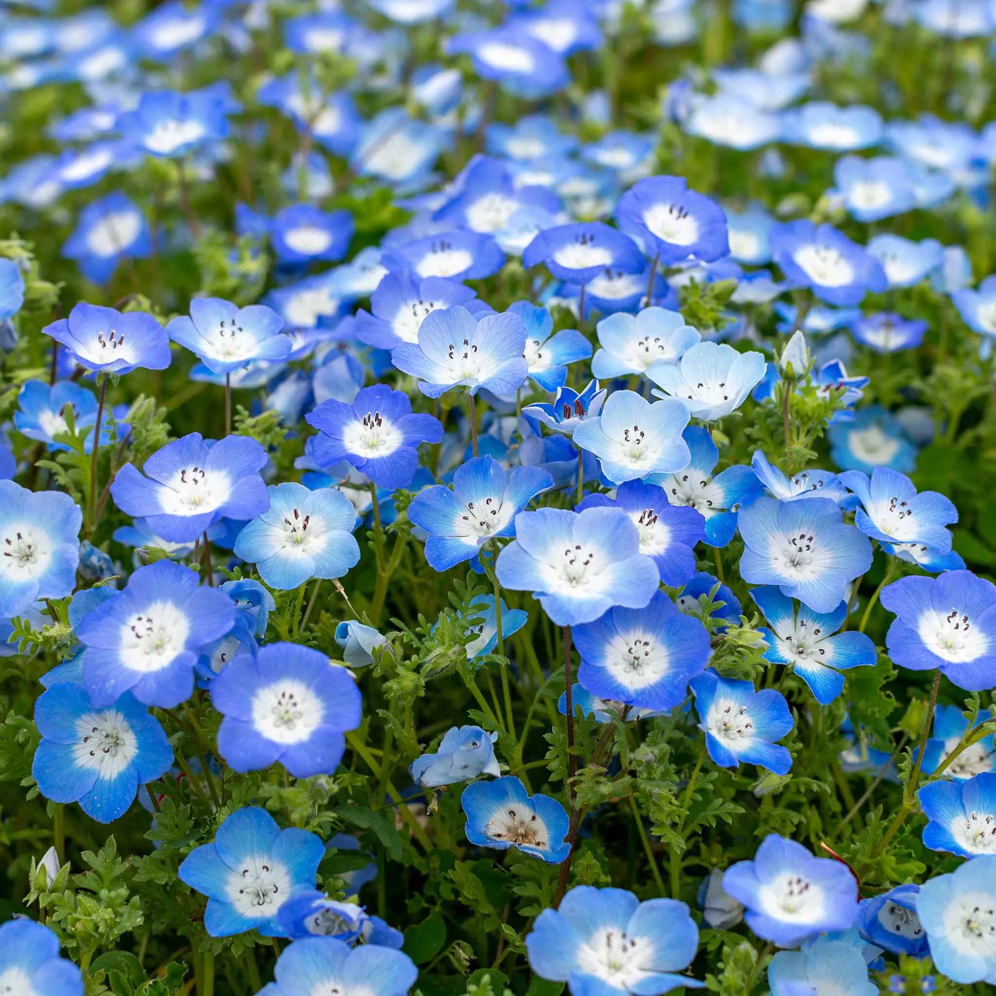 baby-blue-eyes-seeds Baby Blue Eyes Seeds