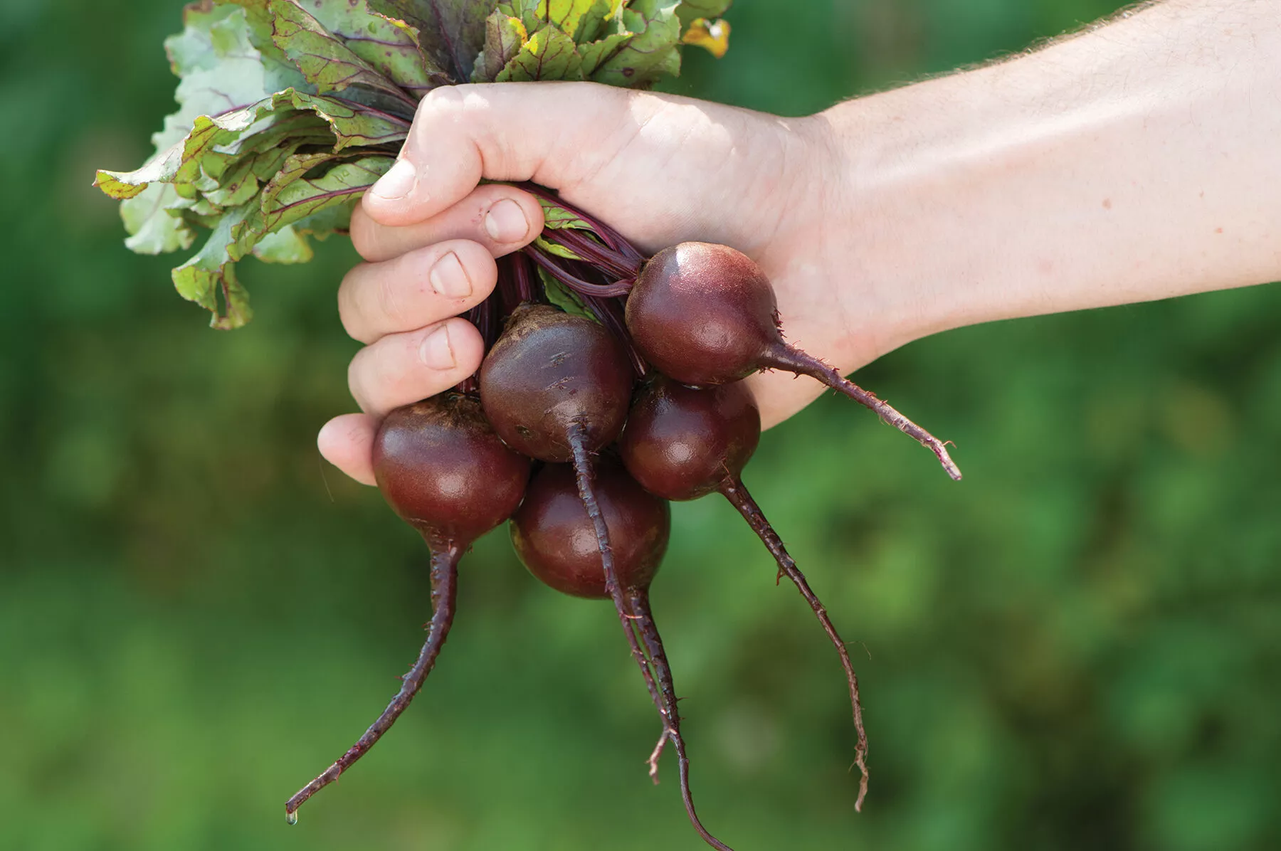 babybeat-beet-seed Babybeat Beet Seed