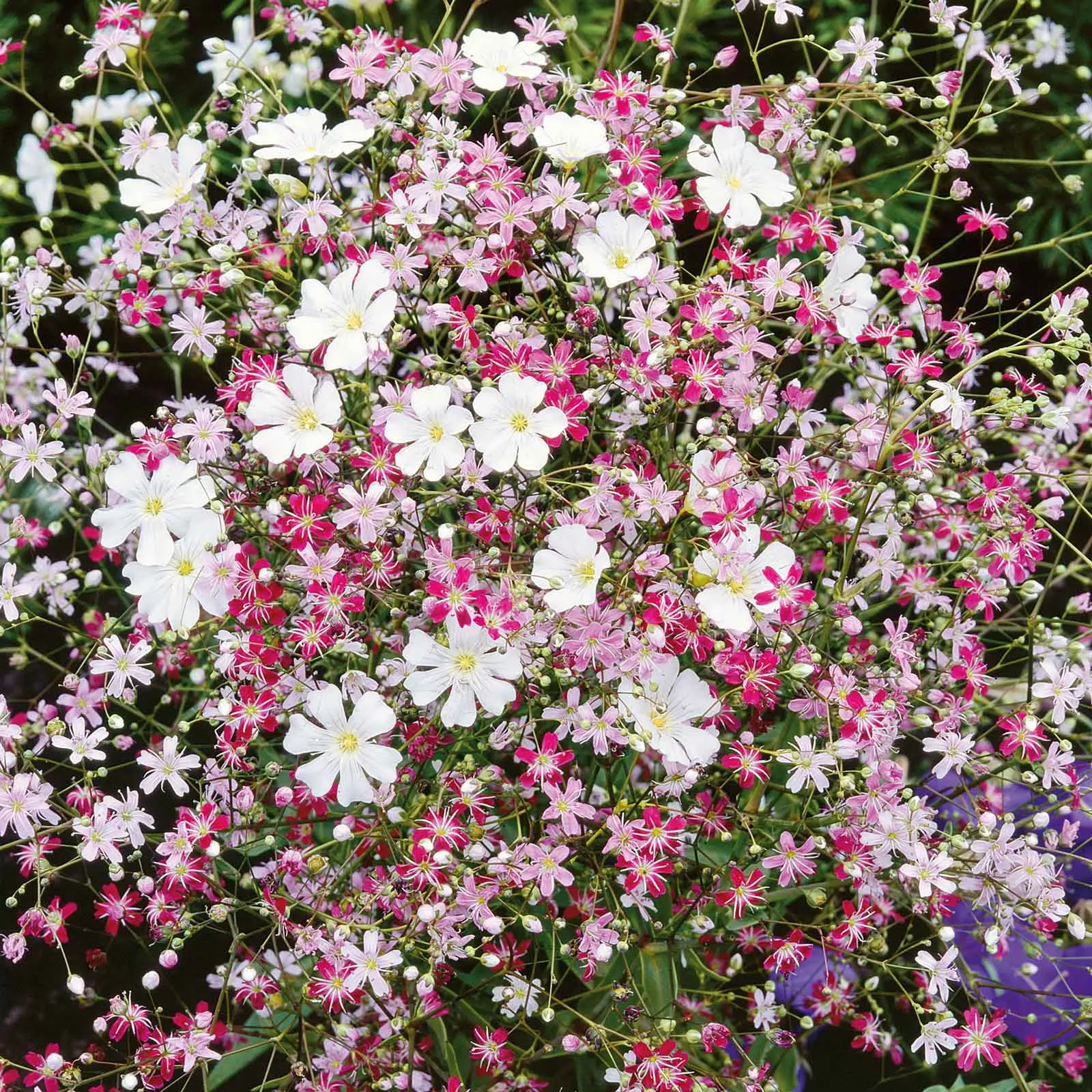 babys-breath-seeds-mixed Babys Breath Seeds - Mixed