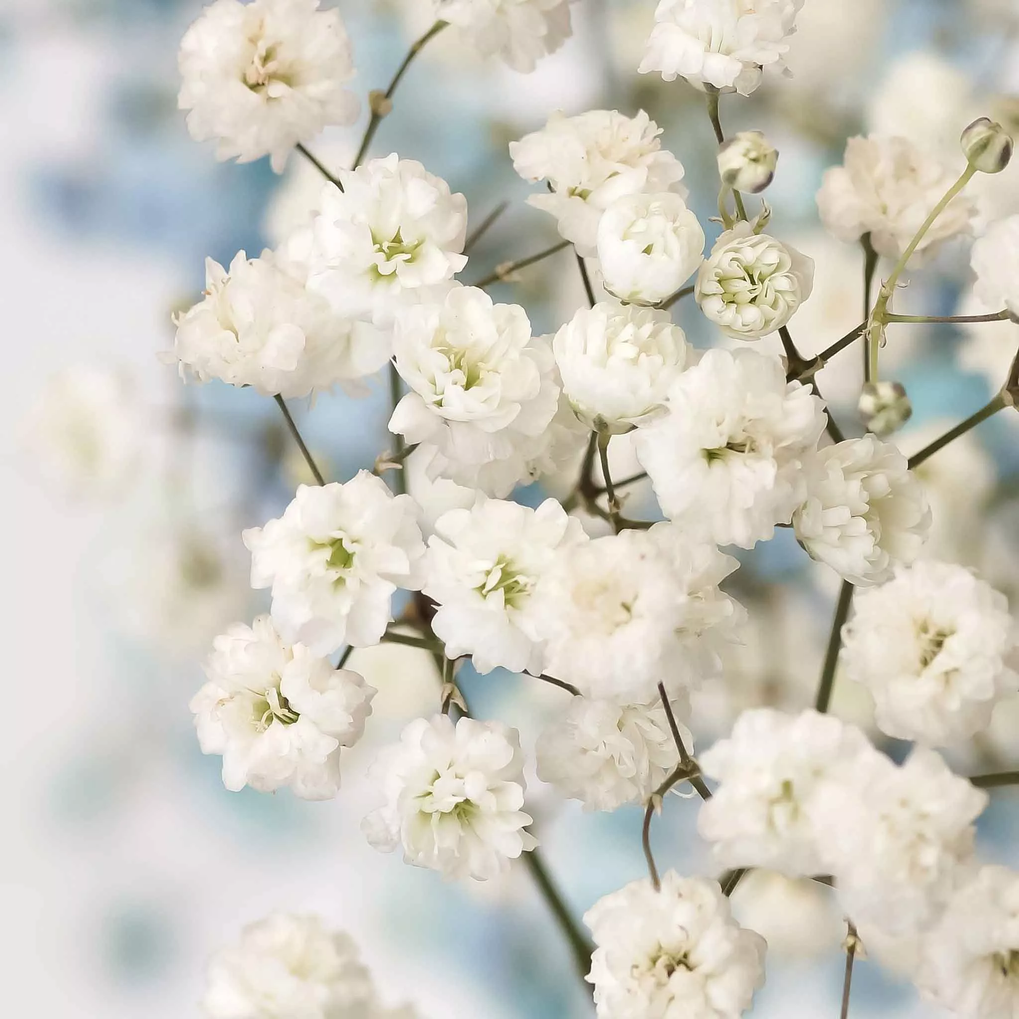 babys-breath-seeds-perennial-snowflake Babys Breath Seeds (Perennial) - Snowflake