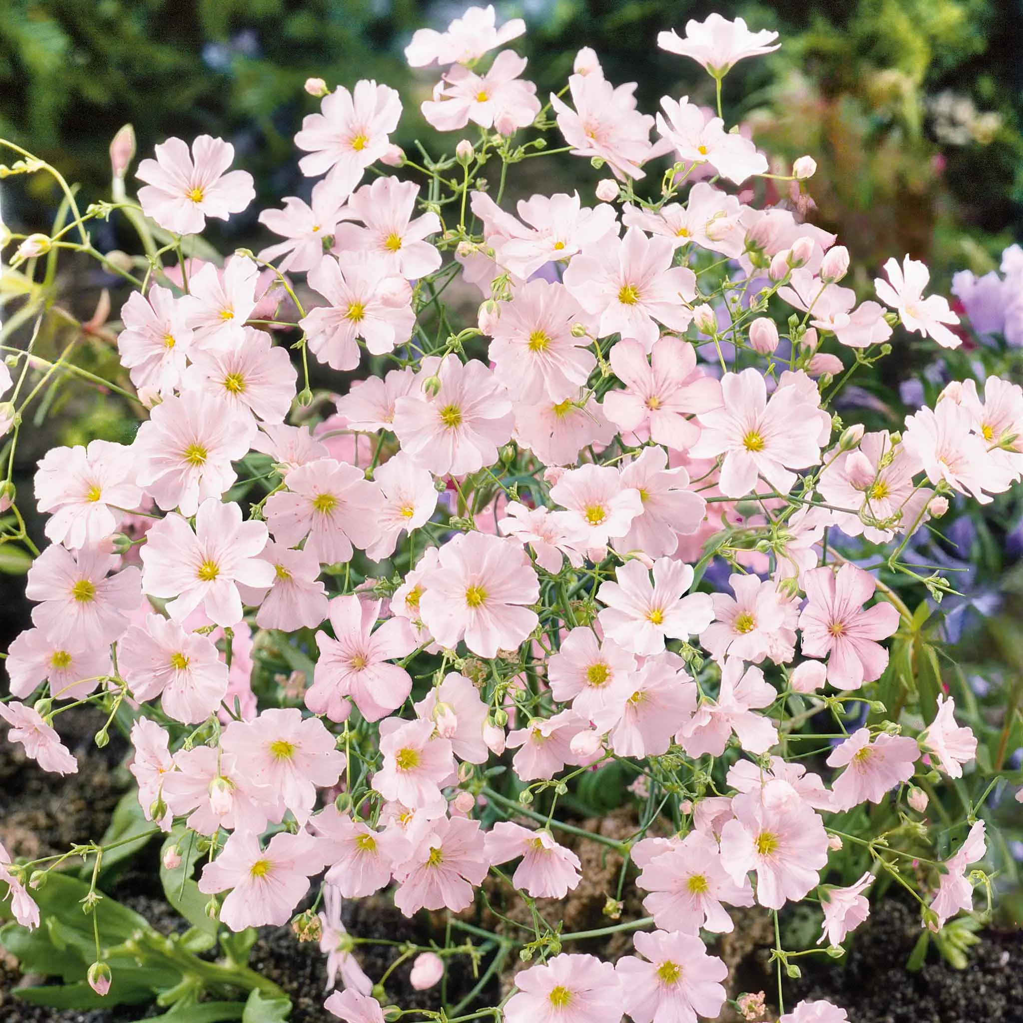 babys-breath-seeds-pink Babys Breath Seeds - Pink