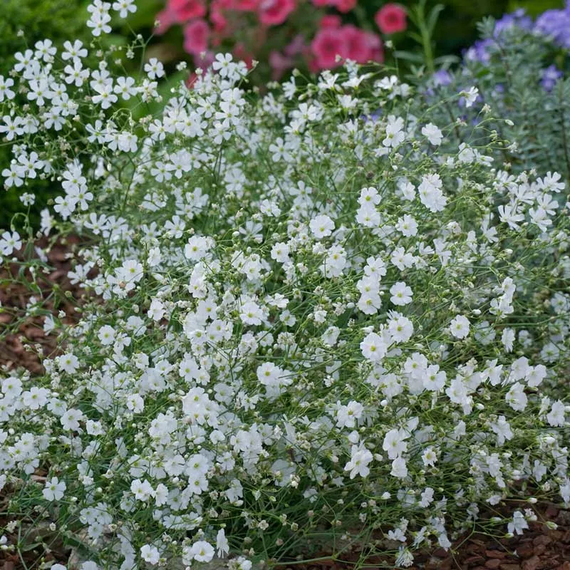 babys-breath-seeds Babys Breath Seeds