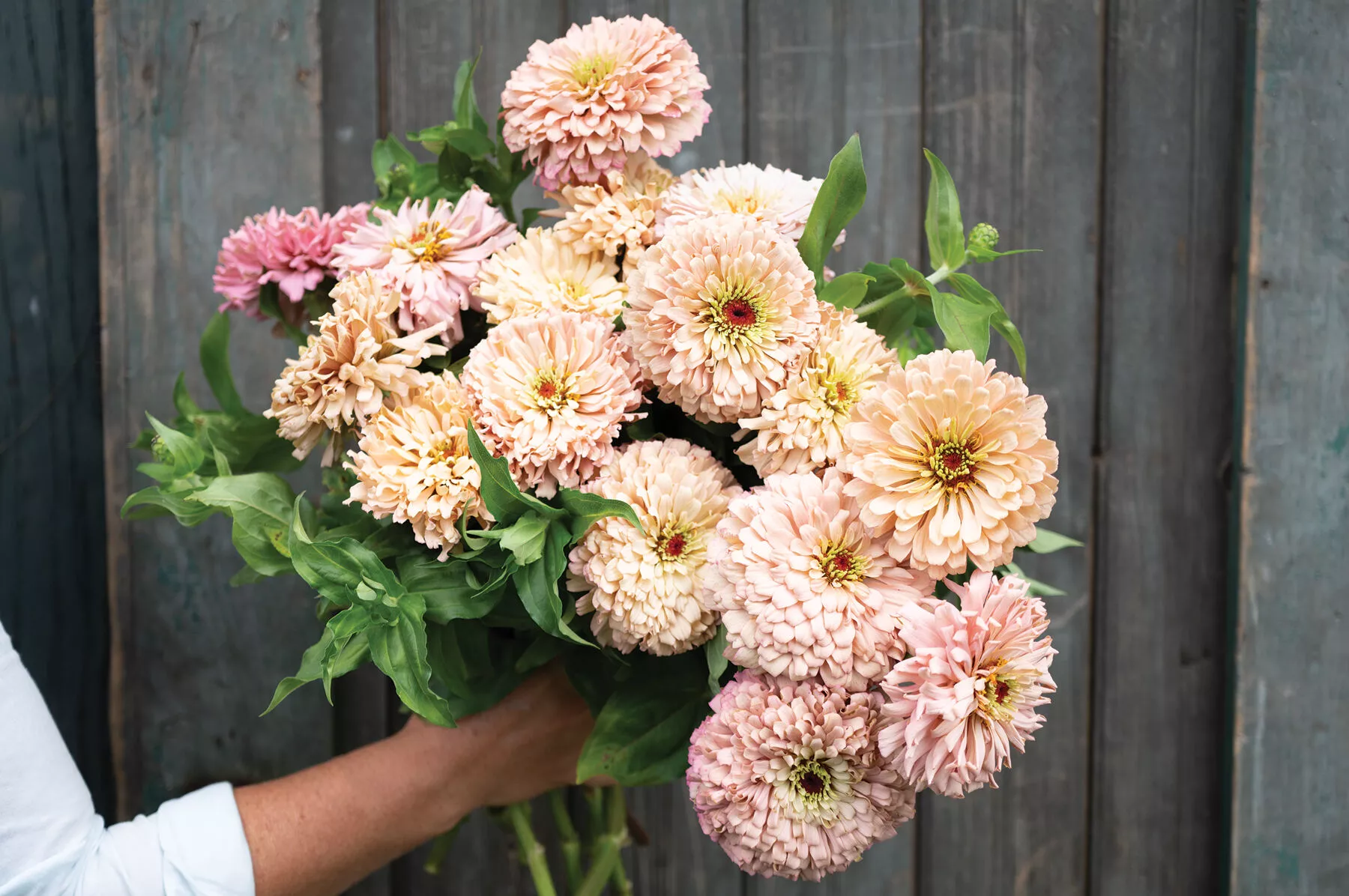 Ballerina Zinnia Seed