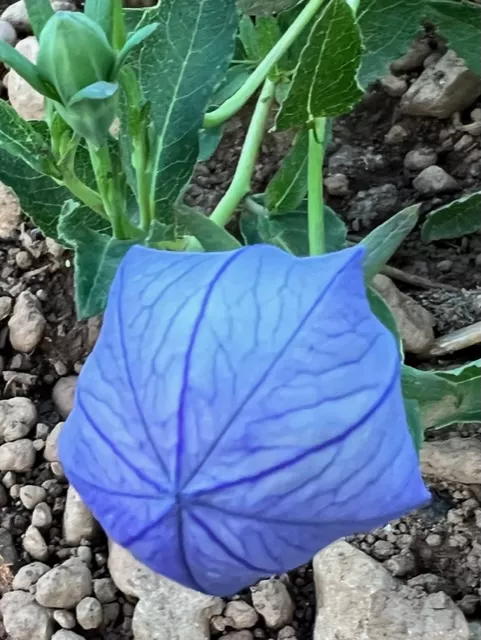 Balloonflower (Platycodon grandiflorus) seeds, organic