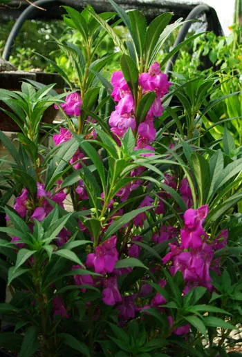 Balsam, Chinese (Impatiens balsamina), packet of 20 seeds