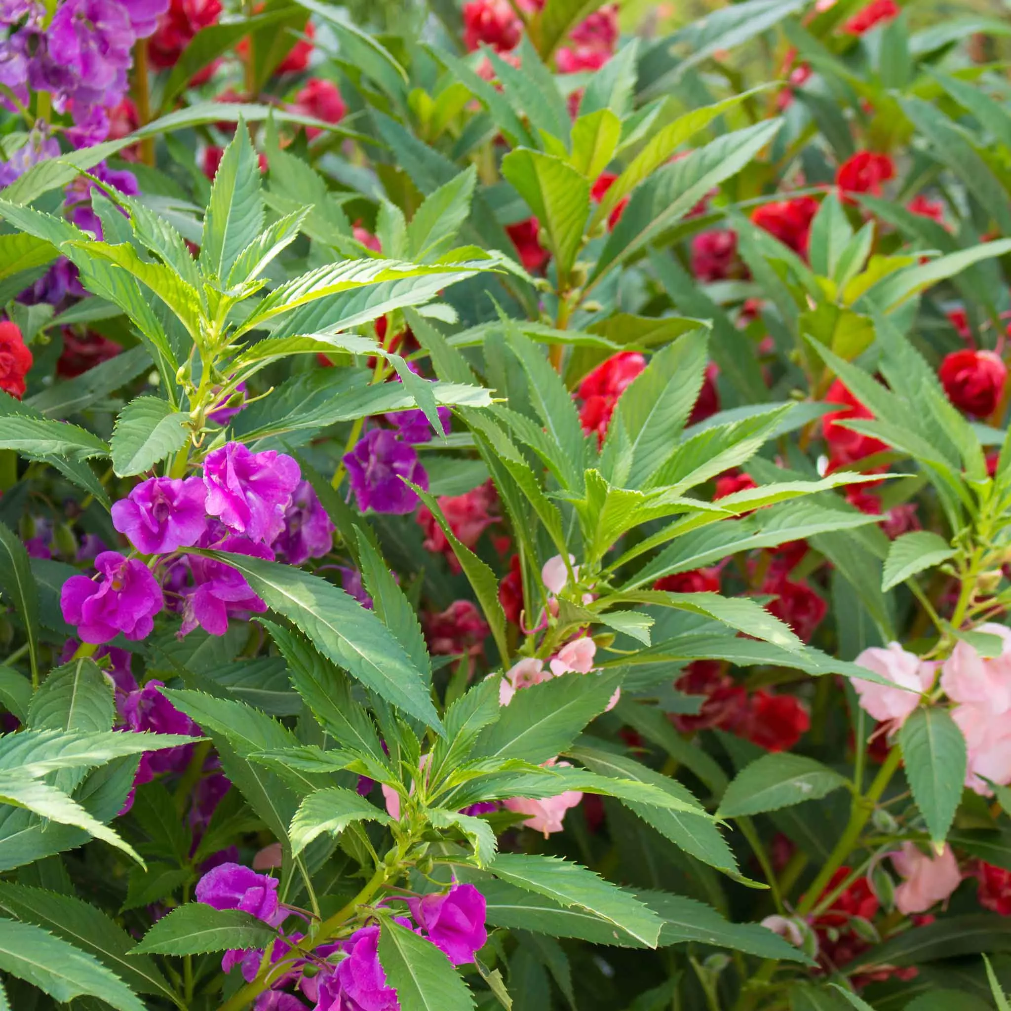 balsam-seeds-impatiens Balsam Seeds - Impatiens