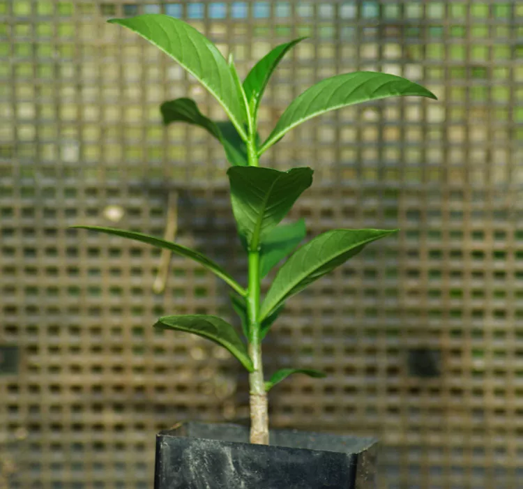 Baobab Tree (Adansonia digitata), packet of 5 seeds