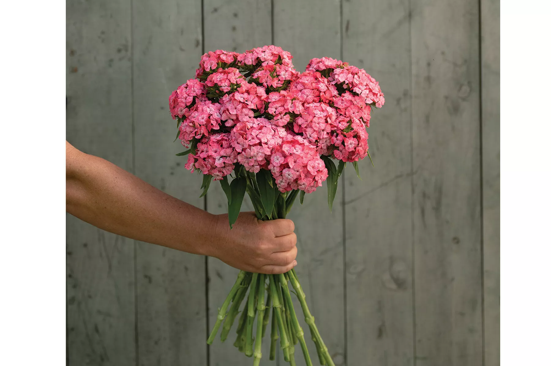 barcelona-pink-dianthus-seed Barcelona Pink Dianthus Seed