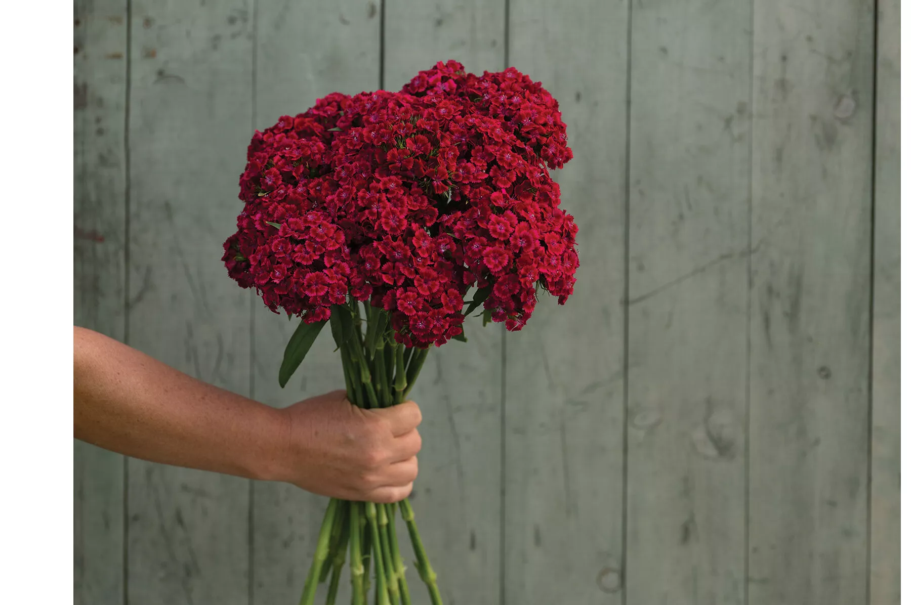 barcelona-red-dianthus-seed Barcelona Red Dianthus Seed