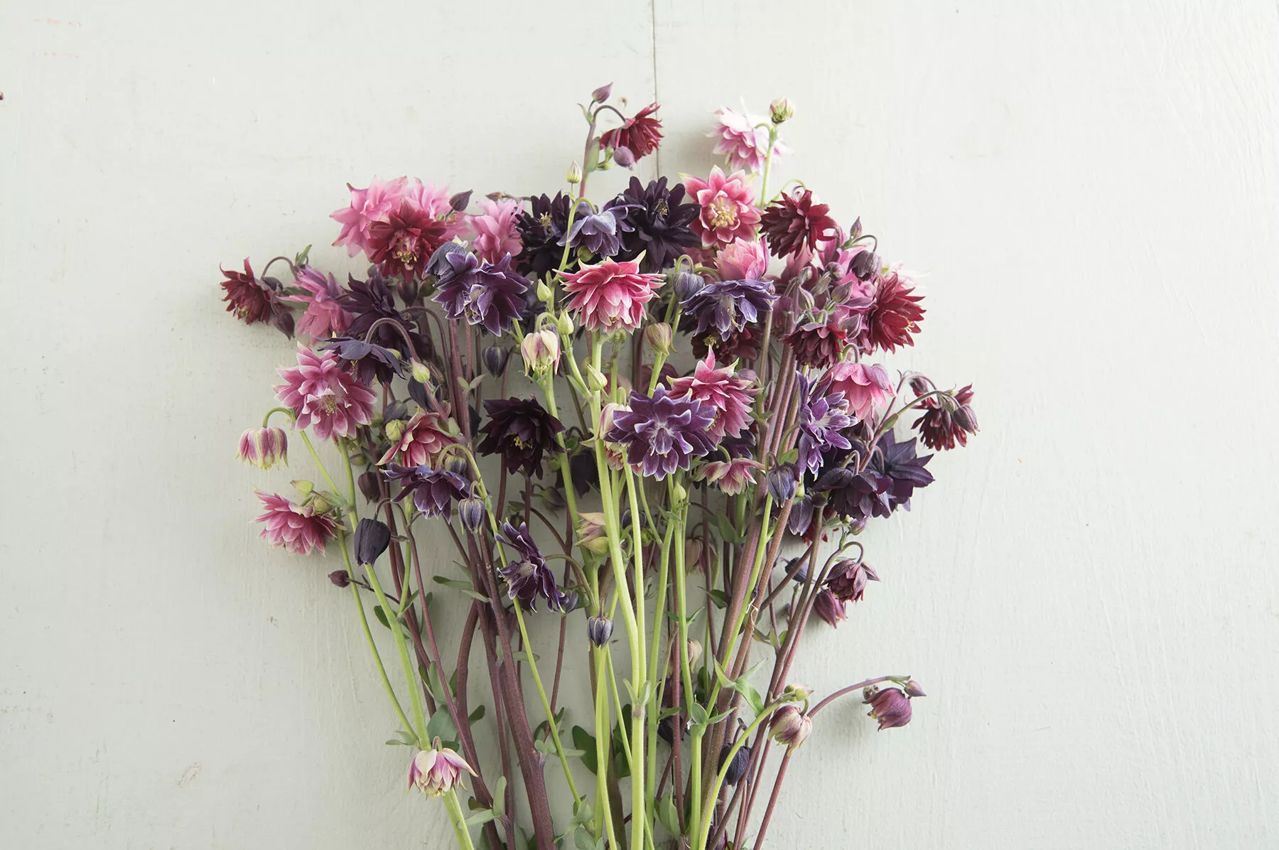 Barlow Mix Columbine Seed