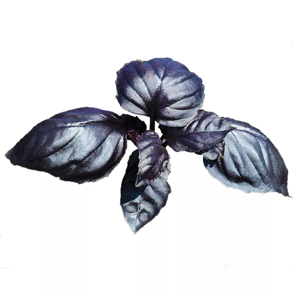 basil-amethyst-improved-fresh-produce Basil – Amethyst Improved – Fresh Produce