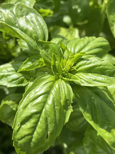 Basil, Genovese (Ocimum basilicum) seeds, organic