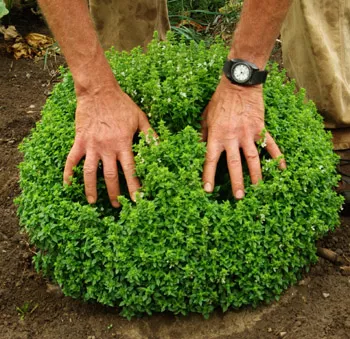 Basil, Greek (Ocimum minimum) seeds, organic