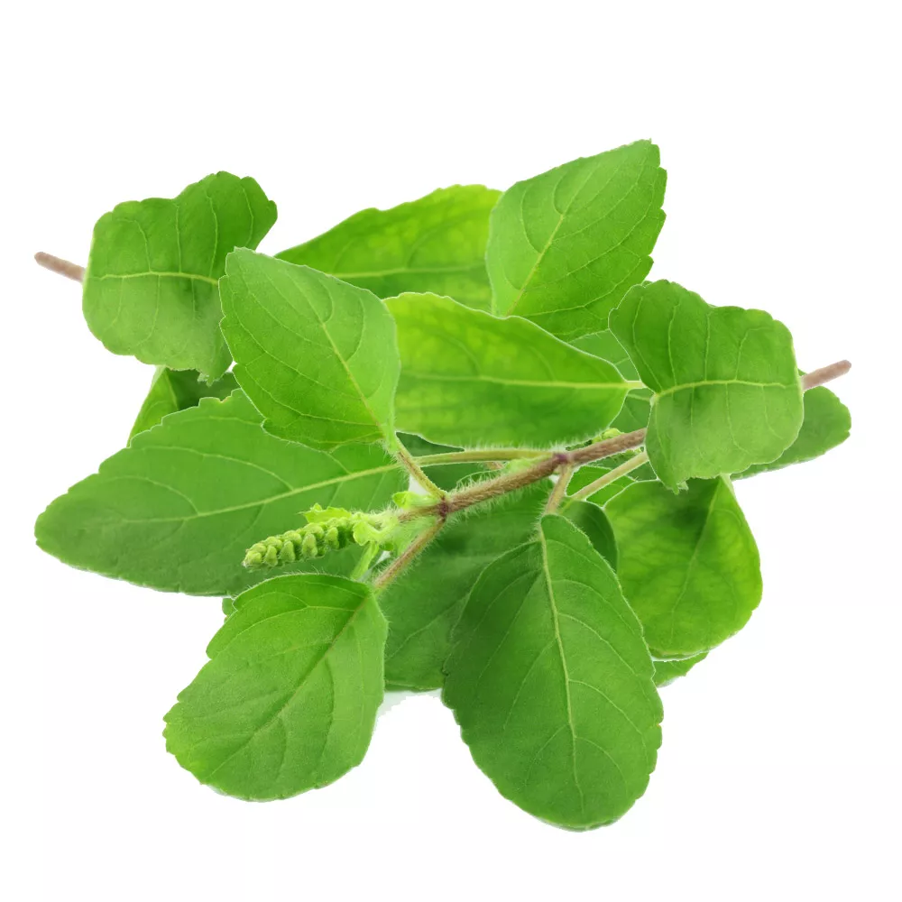 basil-holy-tulsi-fresh-produce Basil – Holy Tulsi – Fresh Produce