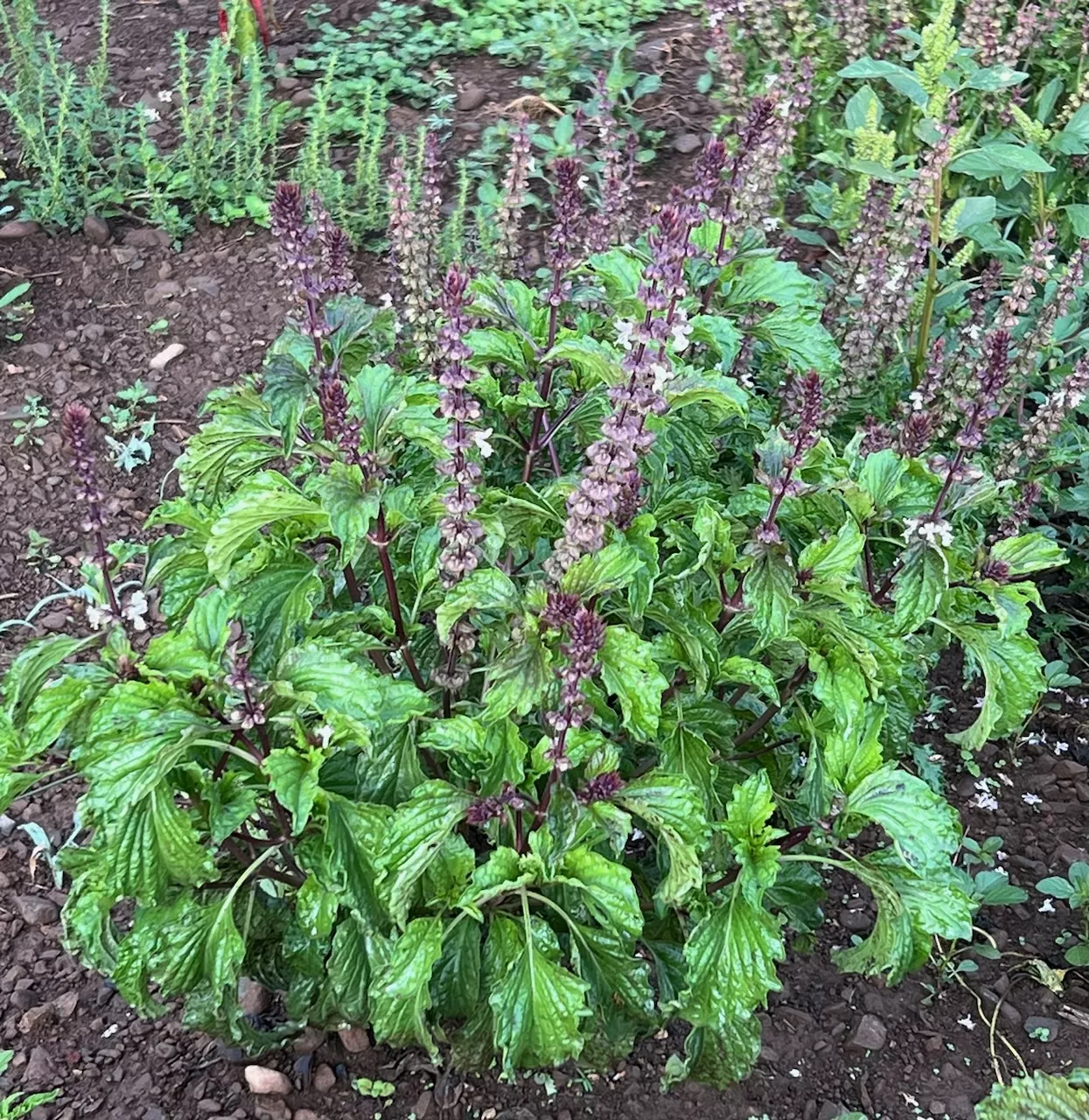 Basil, Mrihani (Ocimum basilicum) seeds, organic