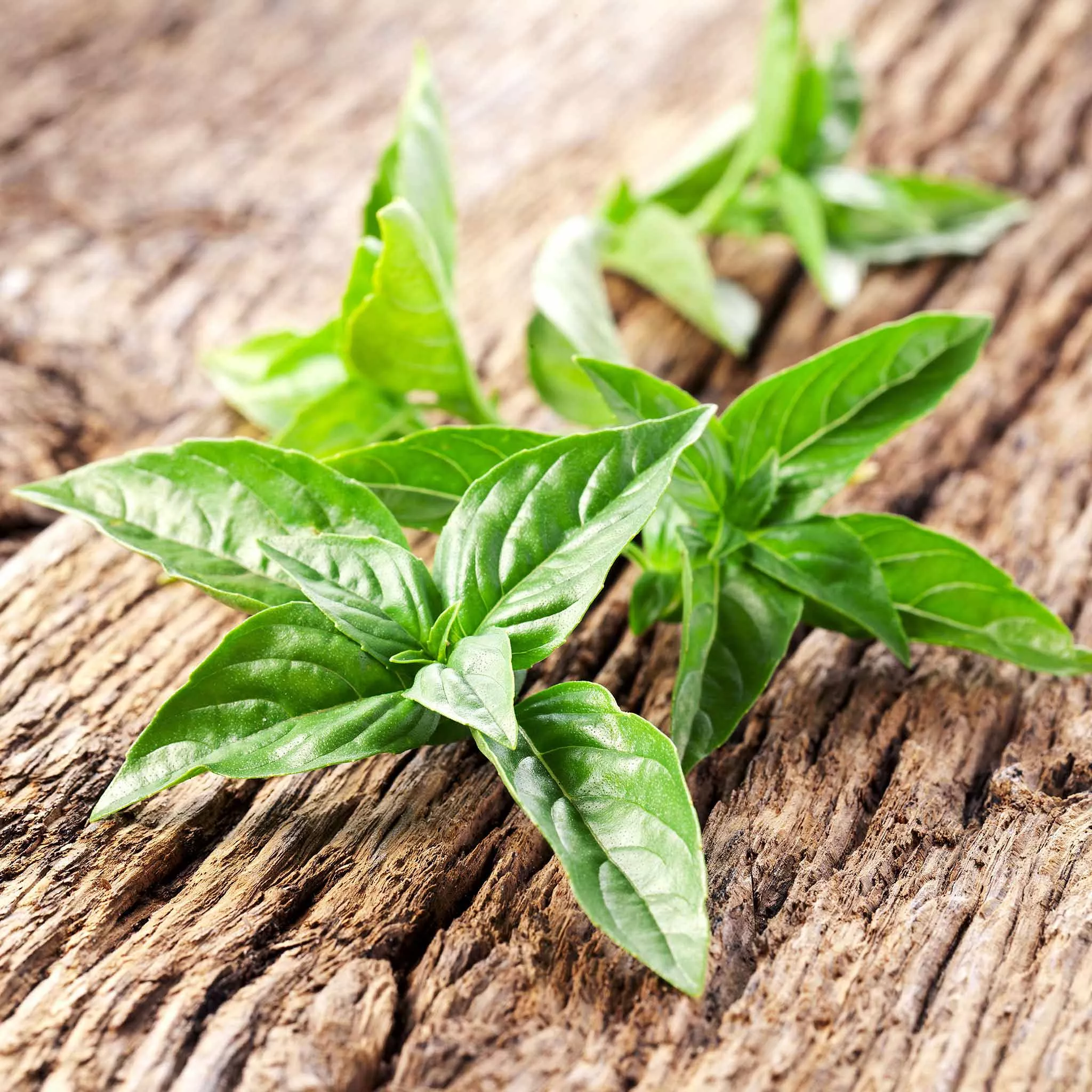 basil-seeds-lemon Basil Seeds - Lemon