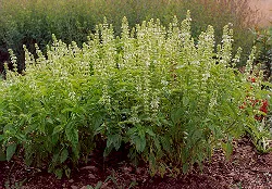 Basil, Sweet Lettuce Leaf (Ocimum basilicum), packet of 100 seeds, organic