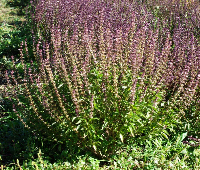 Basil, Thai (Ocimum basilicum) seeds, organic