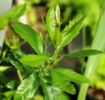Bayberry (Myrica cerifera), packet of 30 seeds