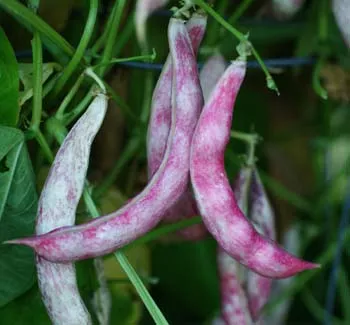 Bean, Bird Egg (Phaseolus vulgaris), packet of 10 seeds, organic