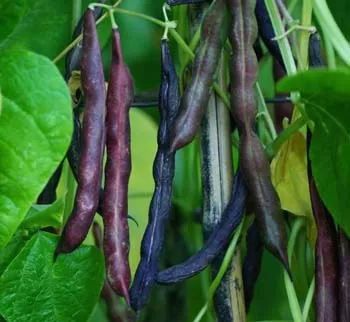 Bean, Cherokee Trail of Tears (Phaseolus vulgaris) seeds, Organic