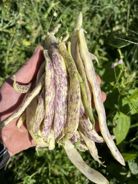 Bean, Dragon Langerie Bush (Phaseolus vulgaris), packet of 20 seeds, Organic