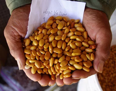 Bean, Hopi Yellow (Phaseolus vulgaris) packet of 10 seeds, organic