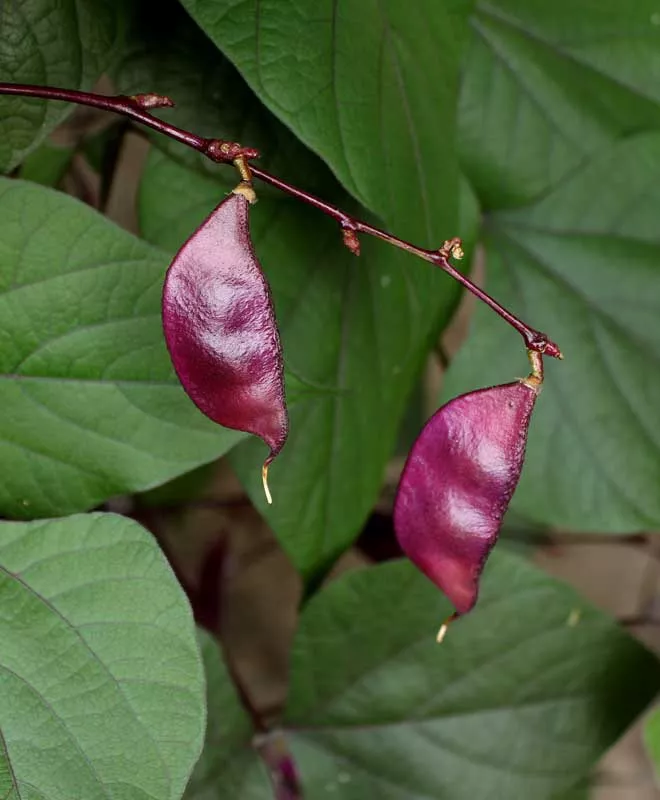 Bean, Hyacinth (Dolichos lablab), packet of 7 seeds