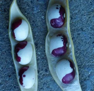 Bean, Inca Pea (Phaseolus vulgaris) seeds, organic
