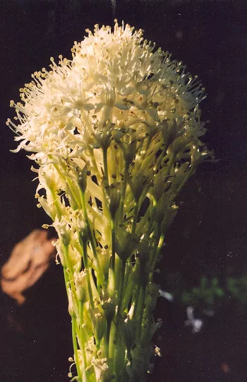 Bear Grass (Xerophyllum tenax) seeds