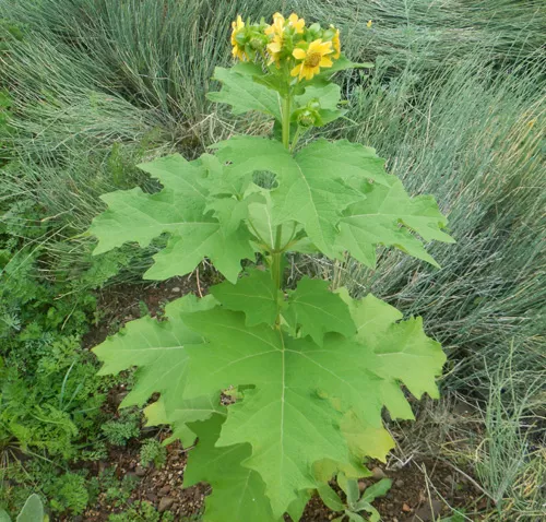 Bearsfoot (Polymnia uvedalia), packet of 10 seeds