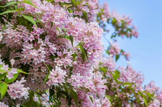 beauty-bush-fruit-seeds Beauty Bush Fruit Seeds