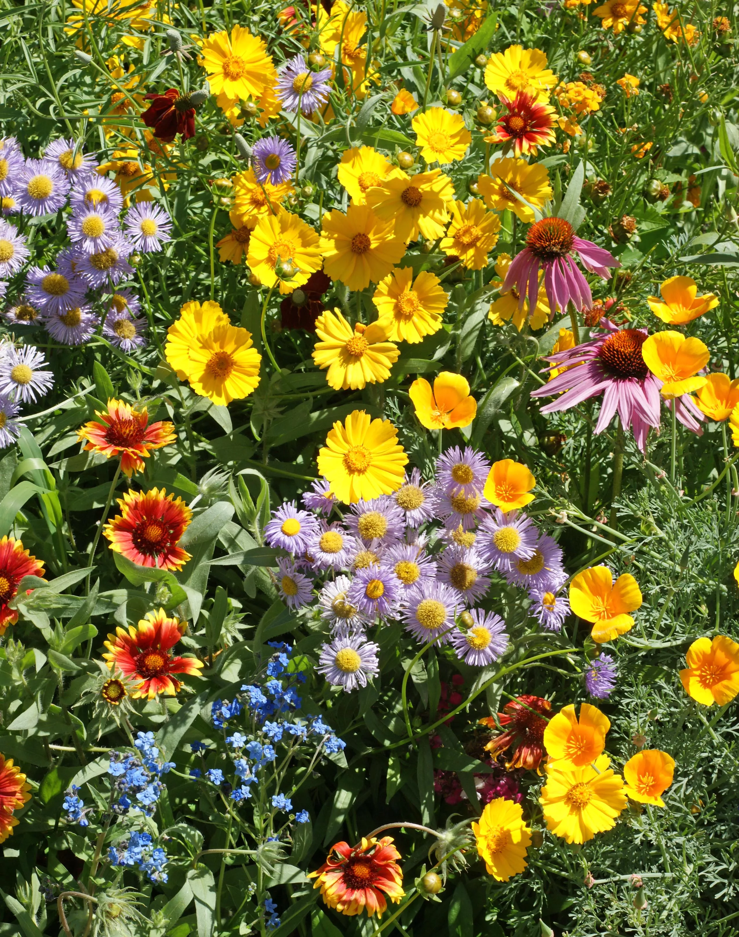 bee-feed-flower-mix Bee Feed Flower Mix