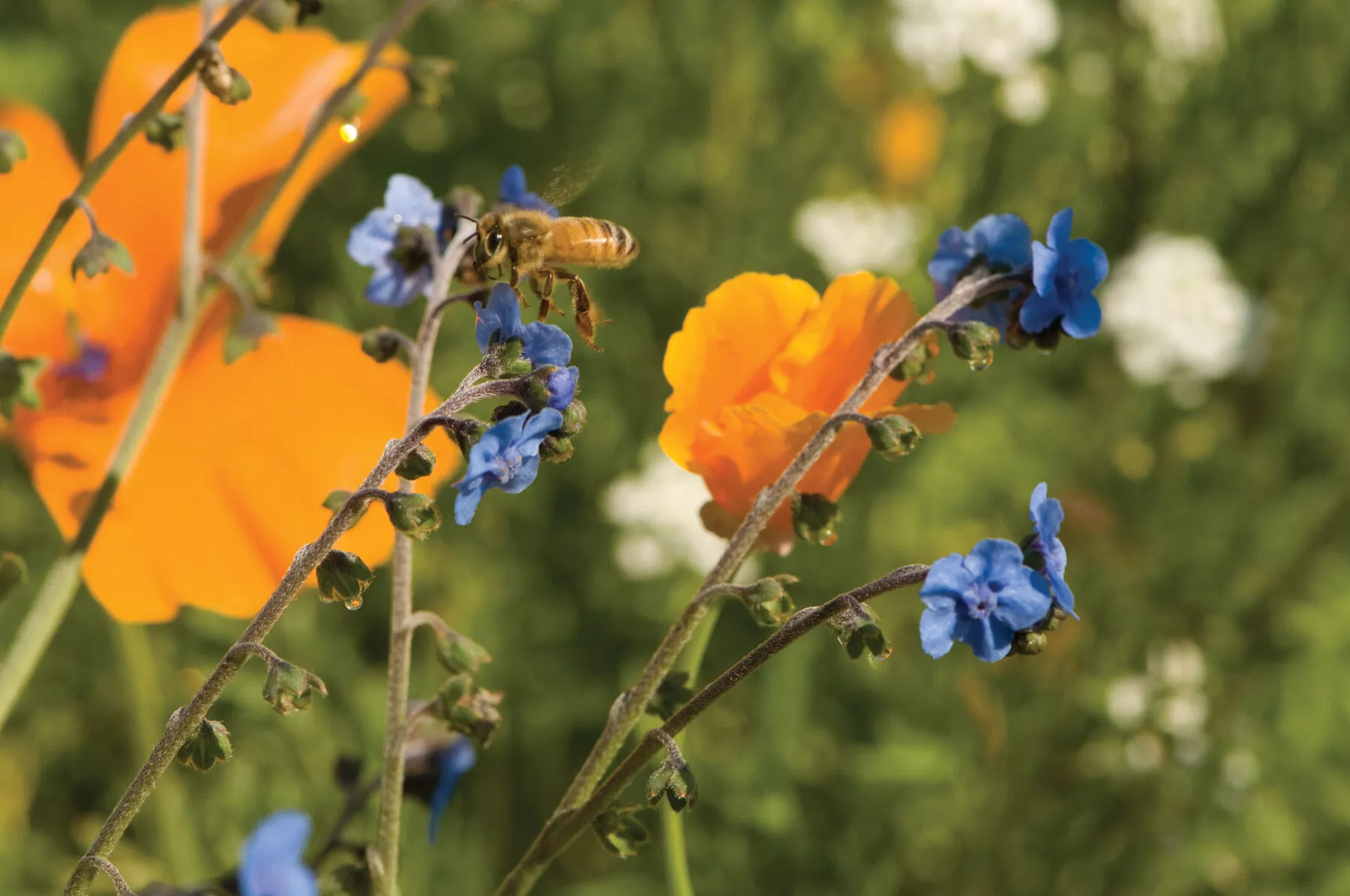 Bee Feed Mix Flower Seed