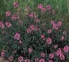 Beeplant, Rocky Mountain (Cleome serrulata), packet of 50 seeds