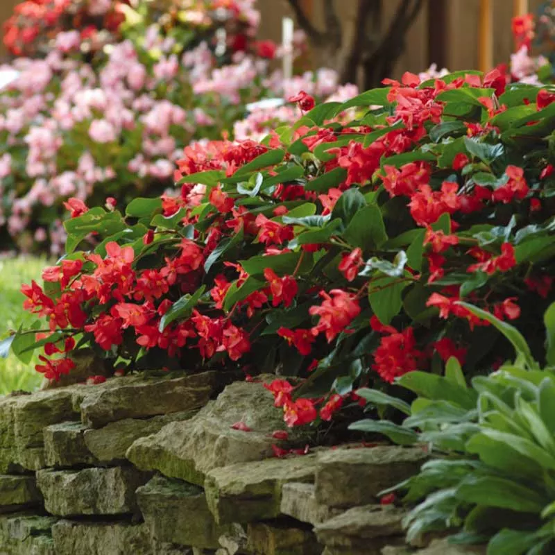 begonia-seeds-dragon-wing-red Begonia Seeds - Dragon Wing Red