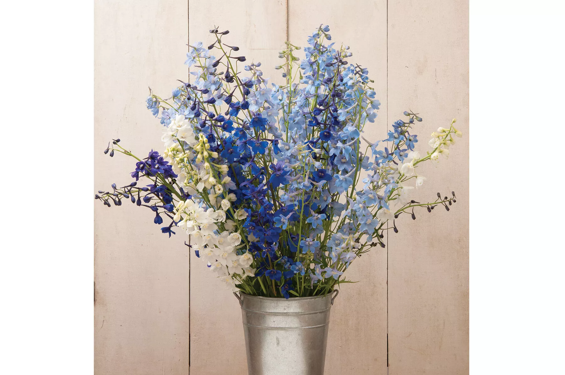 Belladonna Mix Delphinium Seed